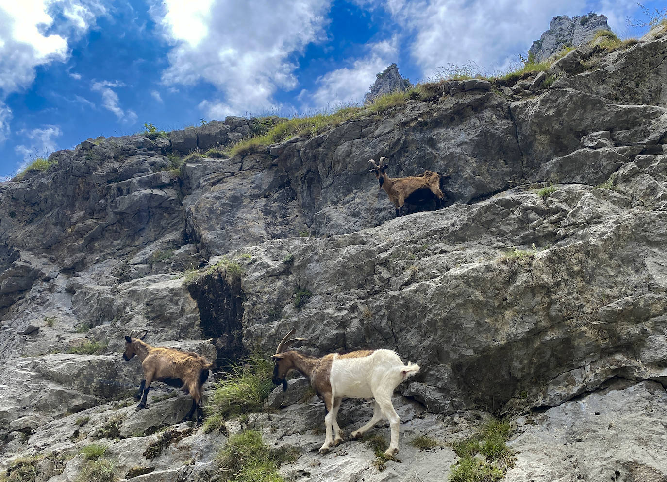 Los aficionados al senderismo han estrenado el verano y la nueva normalidad con un espléndido día para adentrarse en la montaña. El Urriellu, en los Picos de Europa, ha sido el telón de fondo mara muchos de los amantes de este deporte que ha acudido a realizar la popular Ruta del Cares. Poco a poco, el sendero va recuperando su afluencia habitual. 