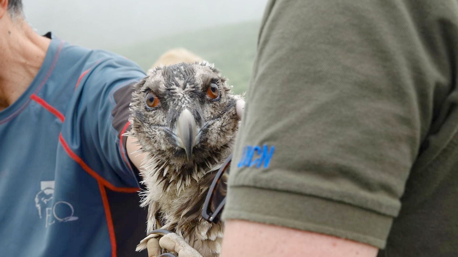 Los quebrantahuesos 'Quiteria', 'Justina' y 'Baldomero' acaban de llegar al Parque Natural de Picos de Europa, procedentes de Aragón y que se suman a la llegada de sus padres hace unas semanas. Con estos tres nuevos ejemplares, el entorno cuenta ya con una población de 31 aves de esta especie. 