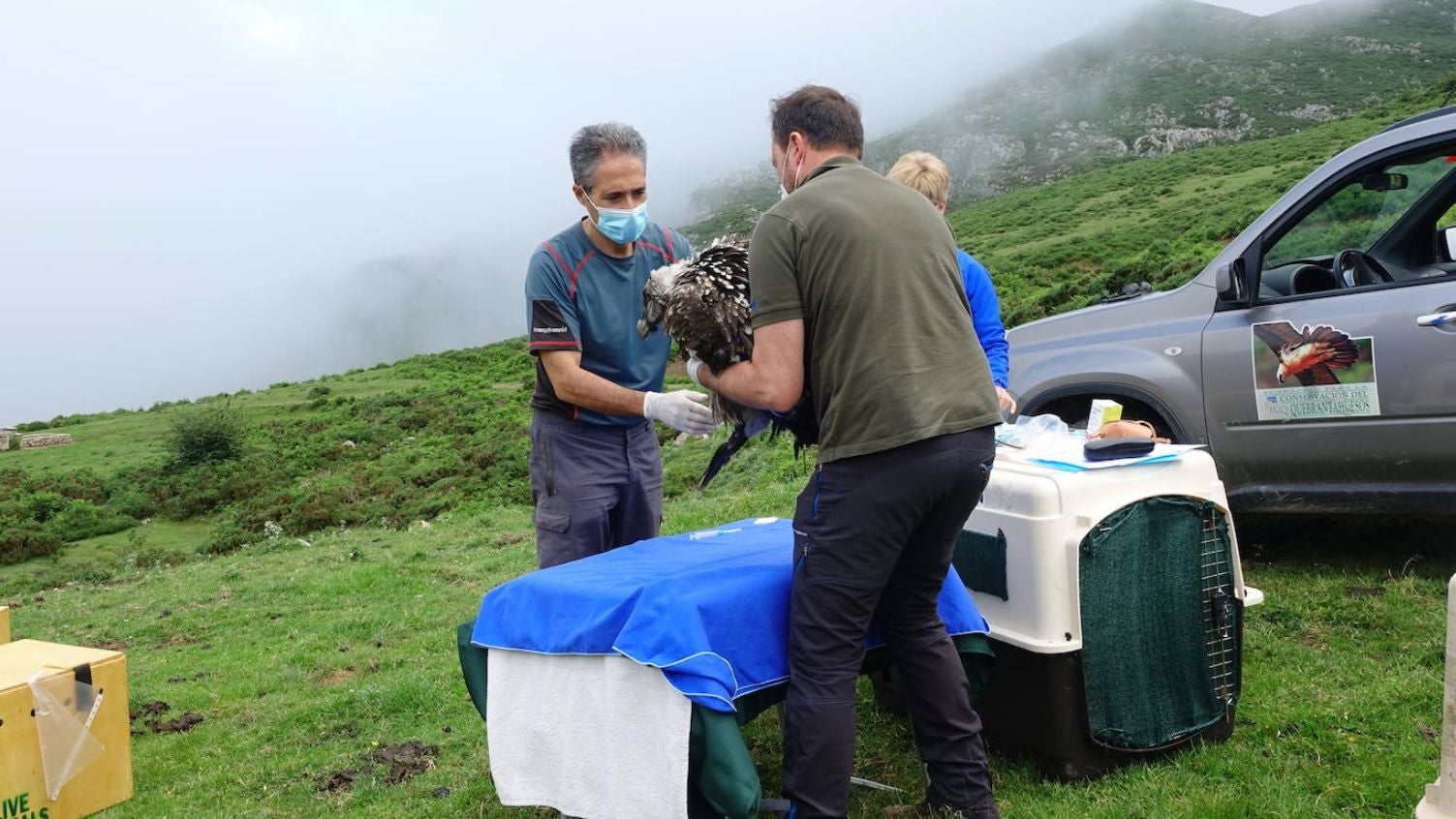 Los quebrantahuesos 'Quiteria', 'Justina' y 'Baldomero' acaban de llegar al Parque Natural de Picos de Europa, procedentes de Aragón y que se suman a la llegada de sus padres hace unas semanas. Con estos tres nuevos ejemplares, el entorno cuenta ya con una población de 31 aves de esta especie. 