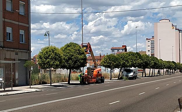 Sendino reclama al equipo de gobierno del PSOE que traslade esta petición al Servicio de Espacios Verdes.