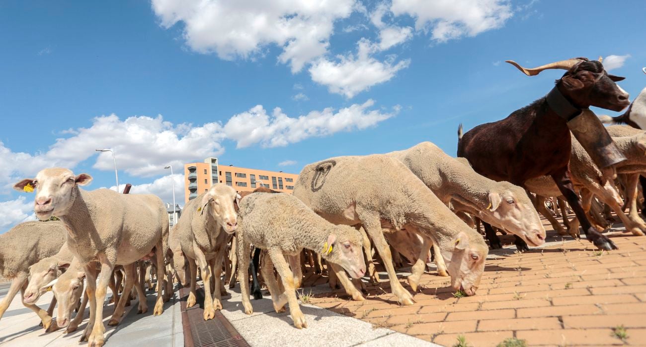 La capital leonesa recibe la 'visita' de unas 1.900 ovejas que hacen la trashumancia desde su 'residencia' habitual en las localidades de Villafañe y Villabúrbula para dirigirse a Caldas de Luna. 
