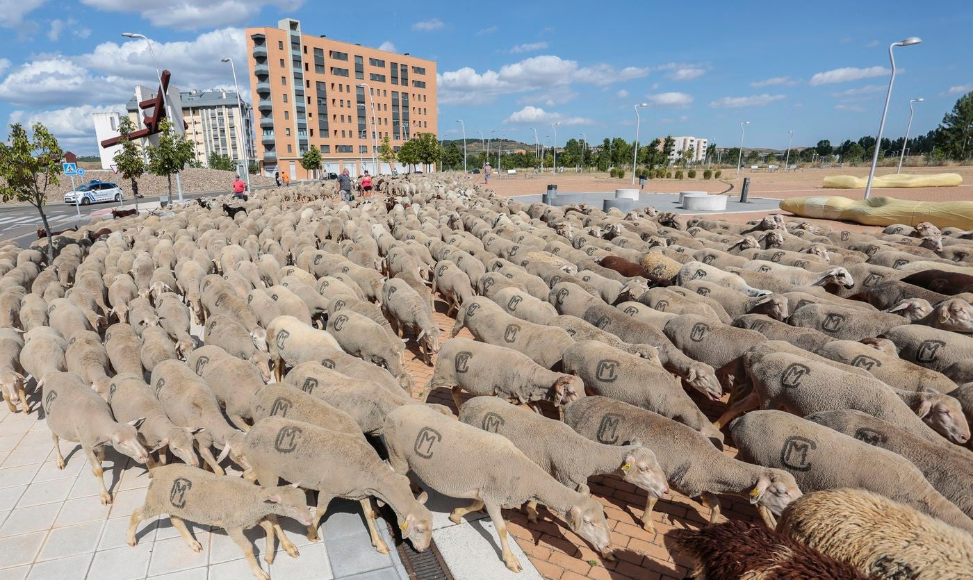 La capital leonesa recibe la 'visita' de unas 1.900 ovejas que hacen la trashumancia desde su 'residencia' habitual en las localidades de Villafañe y Villabúrbula para dirigirse a Caldas de Luna. 