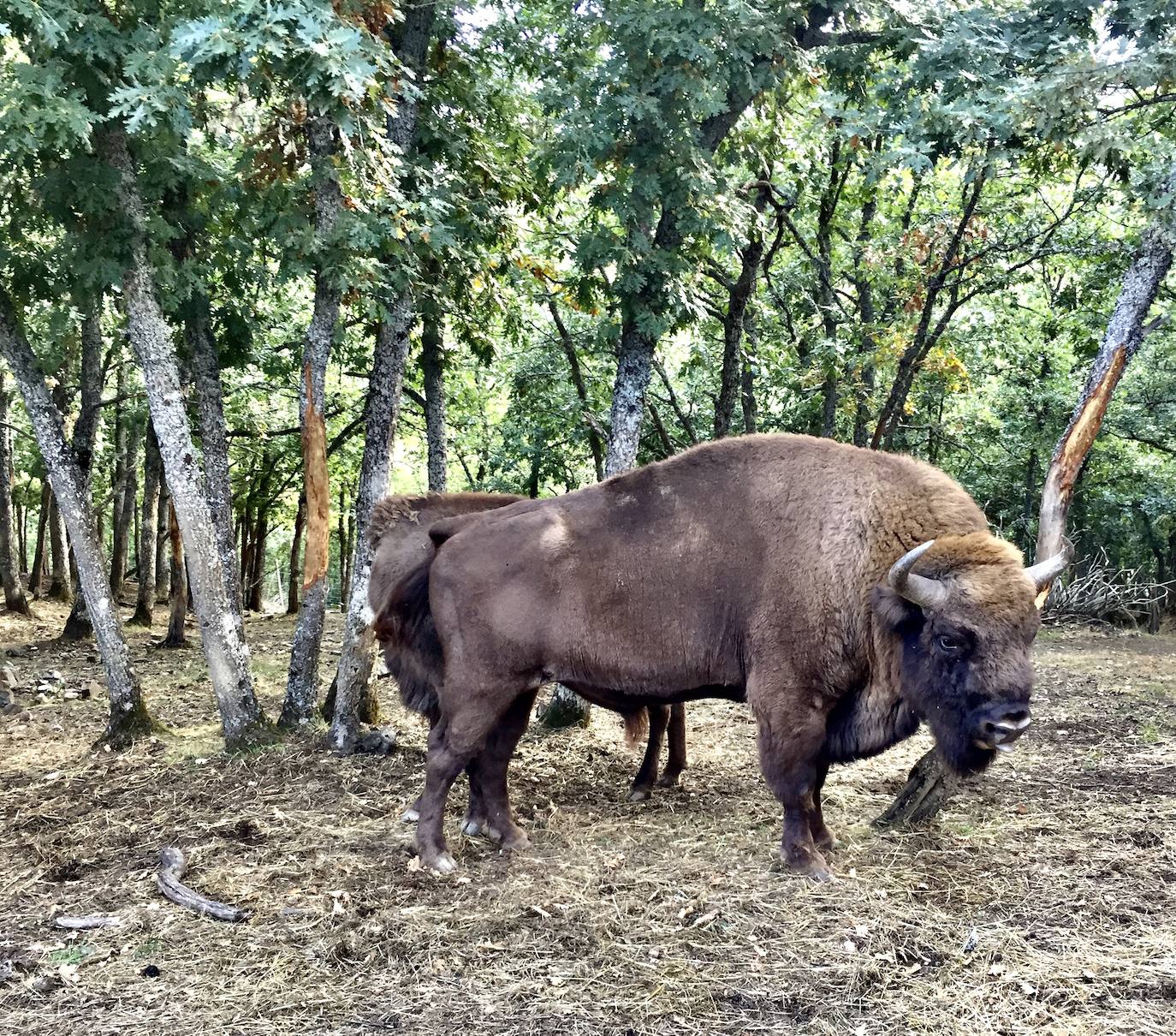 El Consorcio Provincial de Turismo y Leonoticias realizan un recorrido por los museos de la montaña leonesa para descubrir desde la acciones emprendidas por el hombre hasta la fauna y flora de este enclave