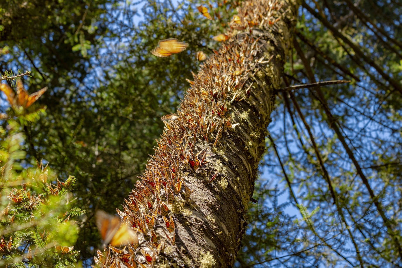 1.- Migración anual de la mariposa monarca (Michoacán, México) | Cada año, entre 60 millones y un billón de mariposas emprenden el viaje desde el este de Canadá y hasta los bosques del centro-occidente de México, en un viaje que recorre más de cuatro mil kilómetros. Las mariposas hibernan agrupadas en pequeñas zonas de la Reserva de la Biosfera Mariposa Monarca, un área nacional protegida y reserva natural. 