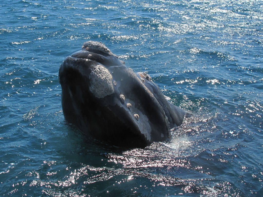 6.- Avistamiento de ballenas en Península Valdés (Argentina) | Cientos de ballenas francas australes llegan cada año, entre junio y diciembre, a este recóndito lugar del litoral de Argentina, en Patagonia, para cumplir con su ciclo reproductivo. Este territorio está declarado Patrimonio de la Humanidad. 