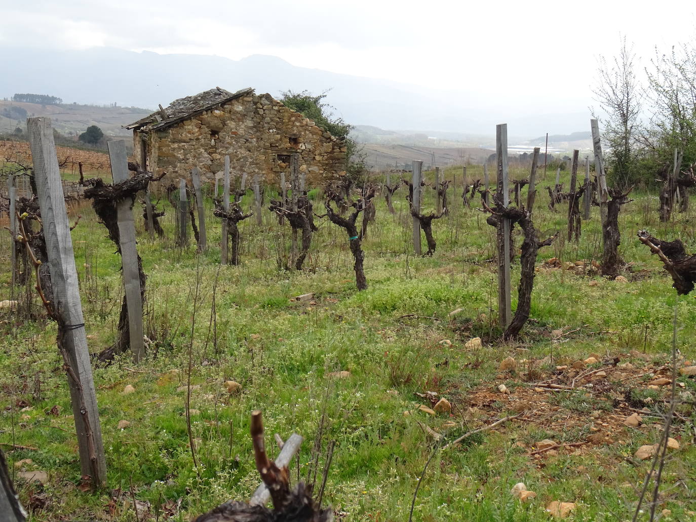 Esta bodega familiar de Carracedelo pone en valor la dedicación y el gusto por los detalles de sus vinos, naturales y con identidad berciana.