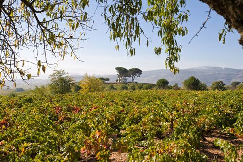 Esta bodega familiar de Carracedelo pone en valor la dedicación y el gusto por los detalles de sus vinos, naturales y con identidad berciana.