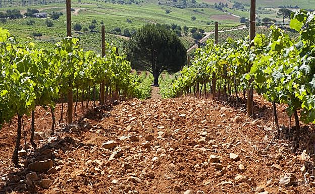 Las peculiares y ricas viñas de Casar de Burbia.