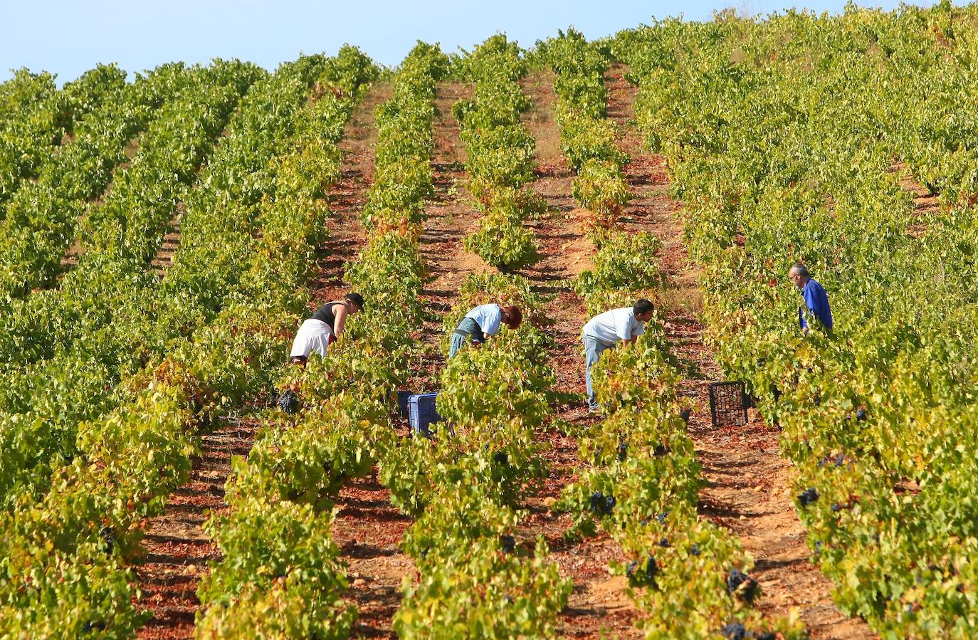 El Consorcio Provincial de Turismo y Leonoticias realizan un recorrido por las tierras vitivinícolas de la provincia para conocer de cerca la DO Bierzo y la Do León dos zonas con denominación de origen 