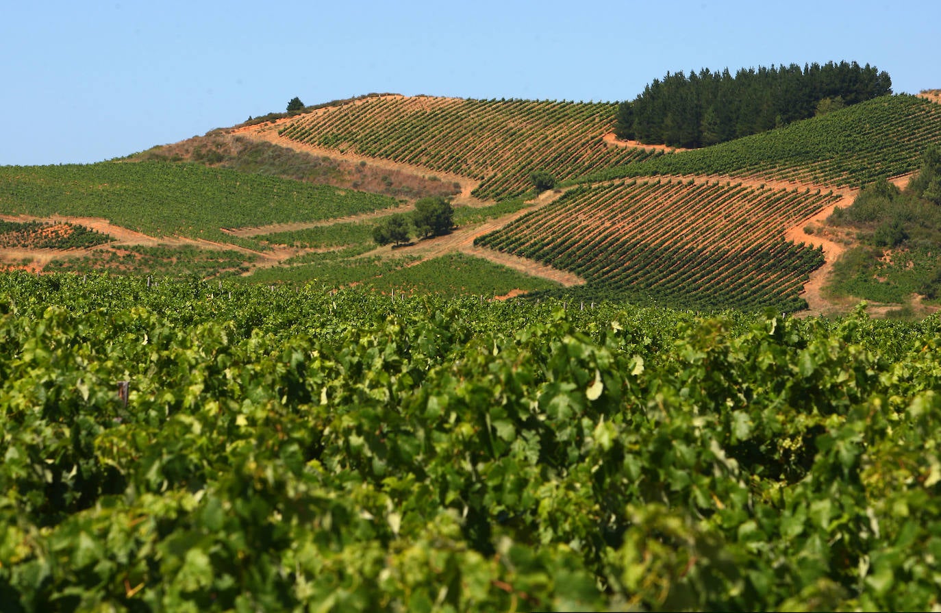 El Consorcio Provincial de Turismo y Leonoticias realizan un recorrido por las tierras vitivinícolas de la provincia para conocer de cerca la DO Bierzo y la Do León dos zonas con denominación de origen 