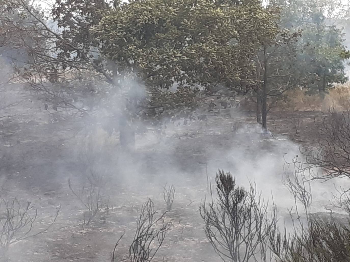 El incendio, cuyas causas se desconocen por el momento, se ha iniciado en torno a las 14:20 horas de este domingo y ha sido controlado por efectivos de Protección Civil