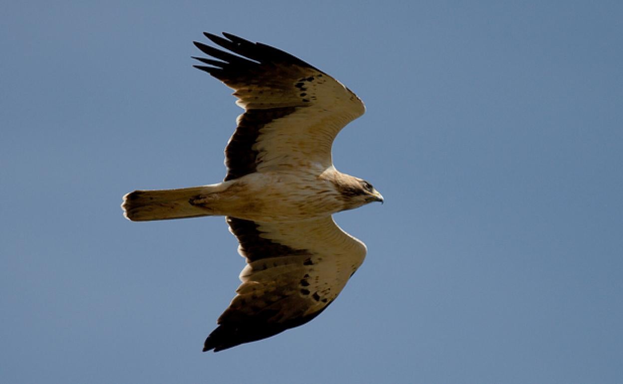 Ejemplar de águila calzada.