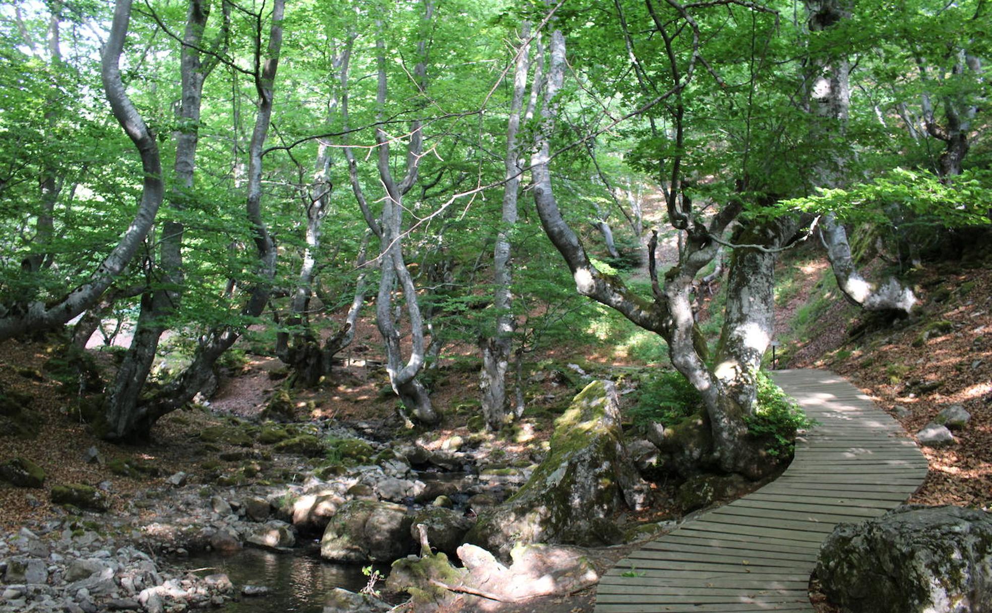 El Consorcio Provincial de Turismo y Leonoticias realizan un recorrido por estas tierras Reserva de la Biosfera para mostrar lugares de ensueño donde la naturaleza construye unos parajes espectaculares, cargados de tradición, gastronomía y cultura