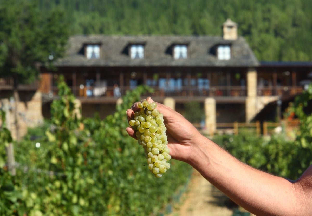 El Palacio de Canedo inicia la vendimia de las variedades de godello y chardonnay.