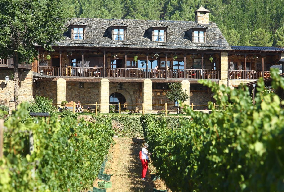 El Palacio de Canedo inicia la vendimia de las variedades de godello y chardonnay.