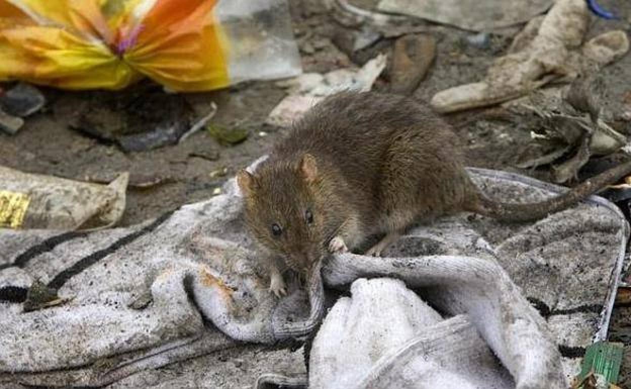 Cs pide mayor control sobre las ratas. 