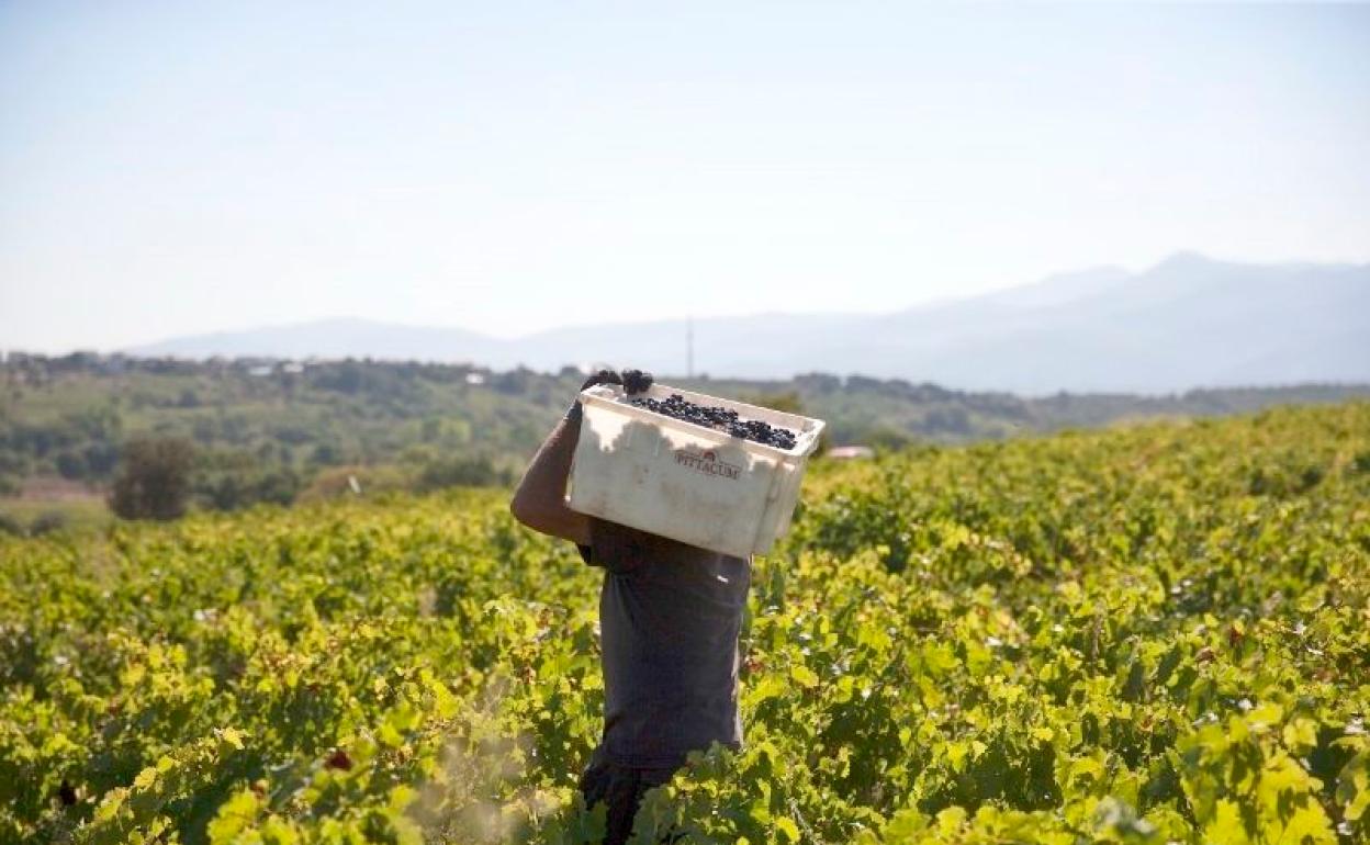 La bodega berciana ha adelantado la recogida de uva en sus viñedos.