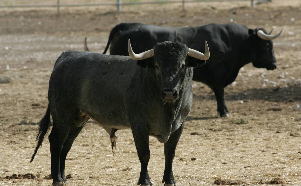 Toros de lidia en una dehesa. 