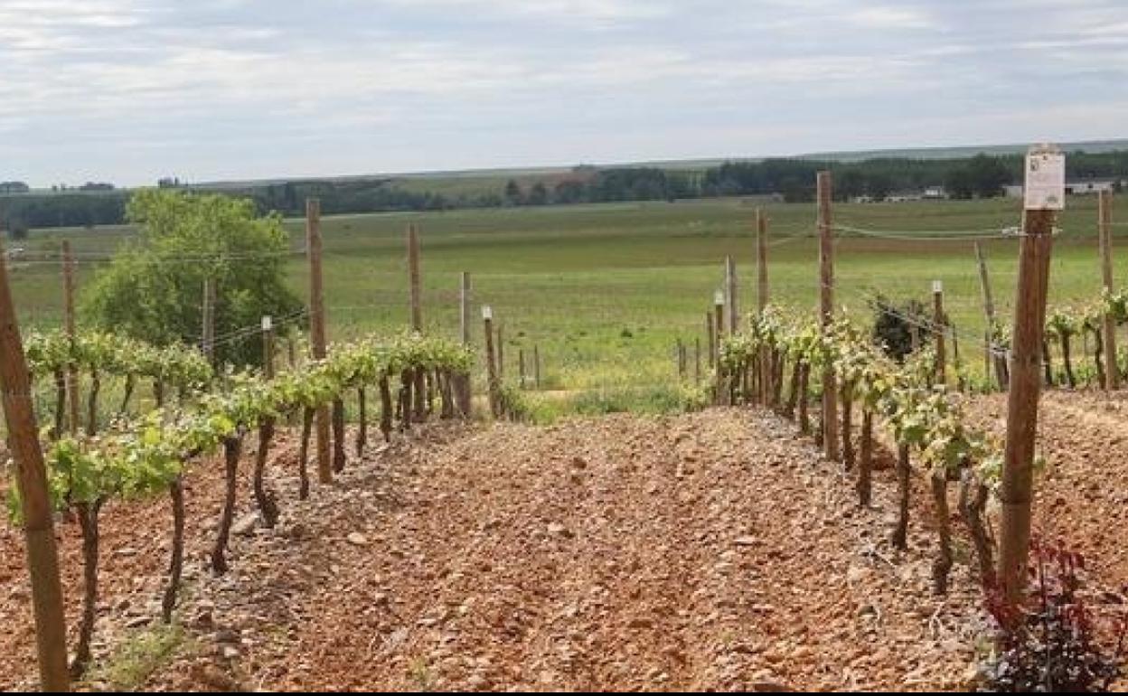 Vista de los viñedos de Gordonzello. 