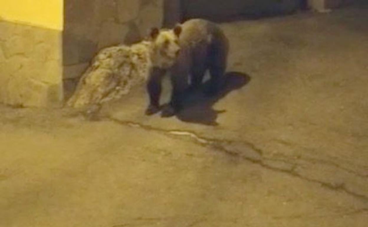 Imagen de un oso en la localidad de Caboalles.