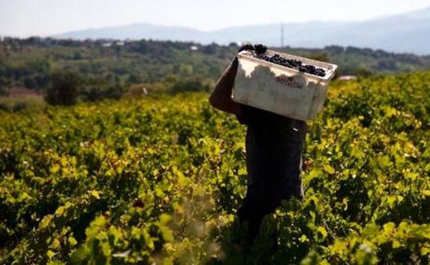 Los alimentos han sido la única exportación principal que ha crecido. 