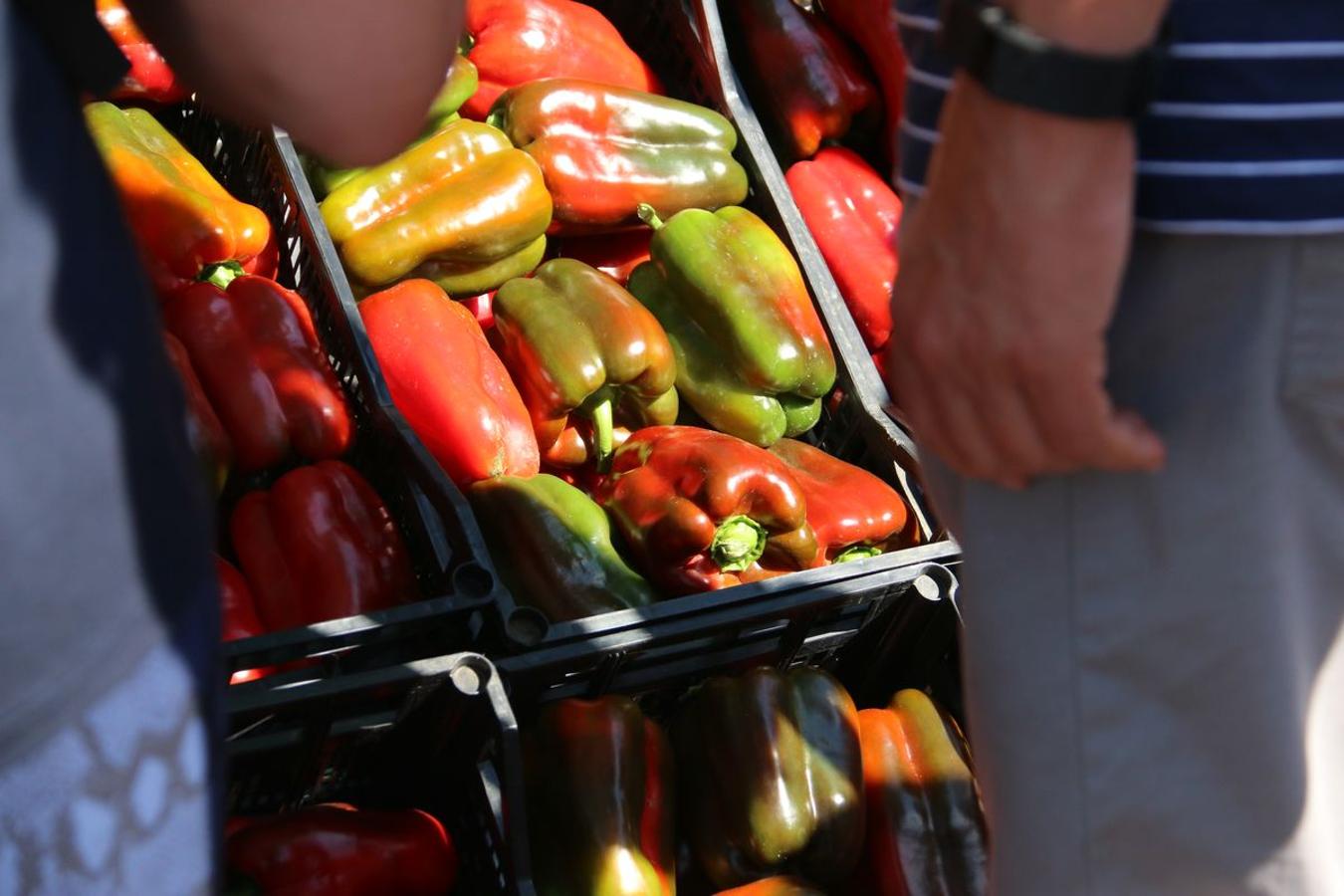 El pimiento de la huerta de Fresno de la Vega se caracteriza por su alta calidad y su gran sabor. 