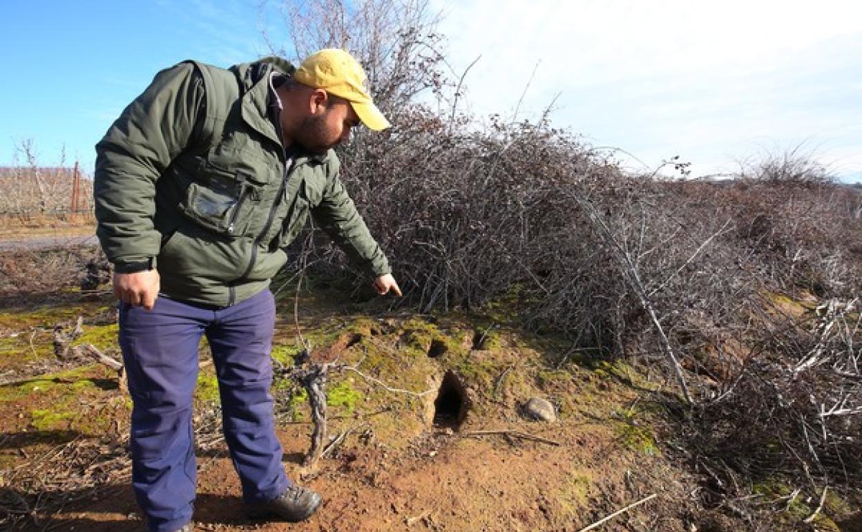 Un agricultor de la DO Bierzo señala una madriguera de un conejo.