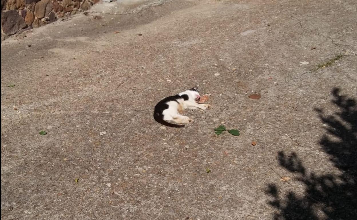 Imagen de uno de los gatos envenenados.