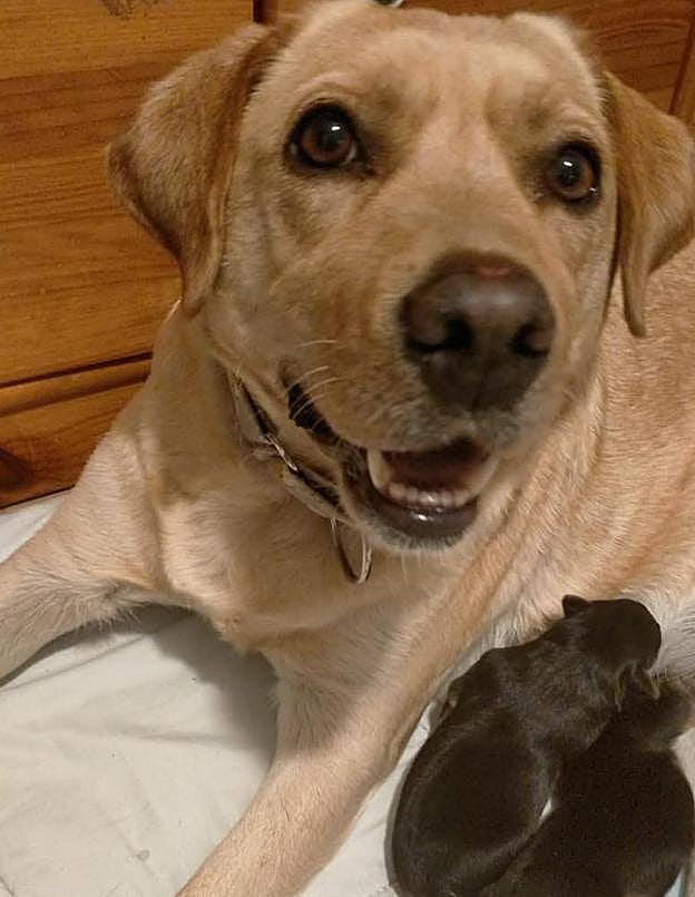 Adela con sus cachorros. 