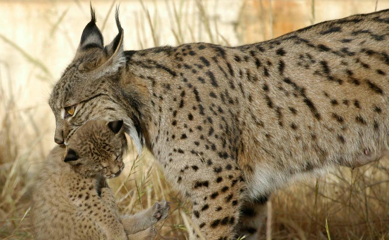 Una hembra de lince y su cachorro.