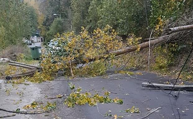 Imagen de la zona en la que se han caído los árboles.