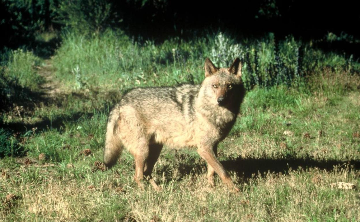 Lobo Ibérico