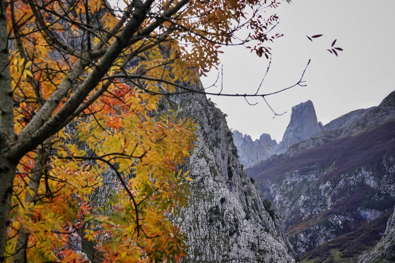 Los colores del otoño, e incluso el blanco de la nieve, ya han teñido los rincones de los Picos de Europa, uno de los lugares más imponentes de Asturias. En este espacio encontraremos las cumbres más altas de la Cordillera Cantábrica como la más emblemática: el Picu Urriellu o Naranjo de Bulnes con sus 2.519 metros de altitud. Un total de 67.127 hectáreas que conforman una de las mejores reservas mundiales de los ecosistemas ligados al bosque atlántico.