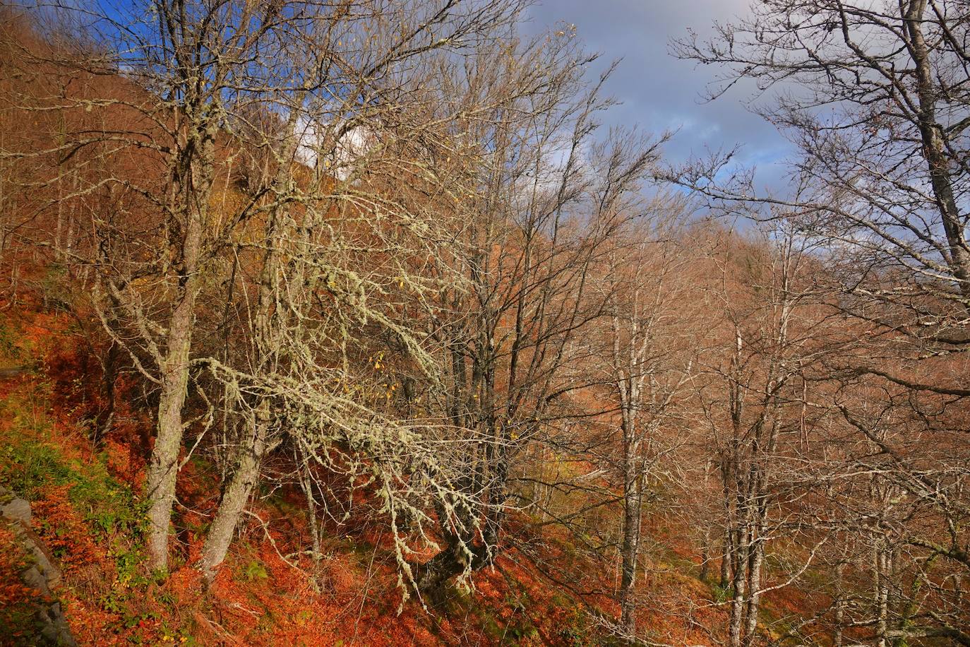 Los colores del otoño, e incluso el blanco de la nieve, ya han teñido los rincones de los Picos de Europa, uno de los lugares más imponentes de Asturias. En este espacio encontraremos las cumbres más altas de la Cordillera Cantábrica como la más emblemática: el Picu Urriellu o Naranjo de Bulnes con sus 2.519 metros de altitud. Un total de 67.127 hectáreas que conforman una de las mejores reservas mundiales de los ecosistemas ligados al bosque atlántico.