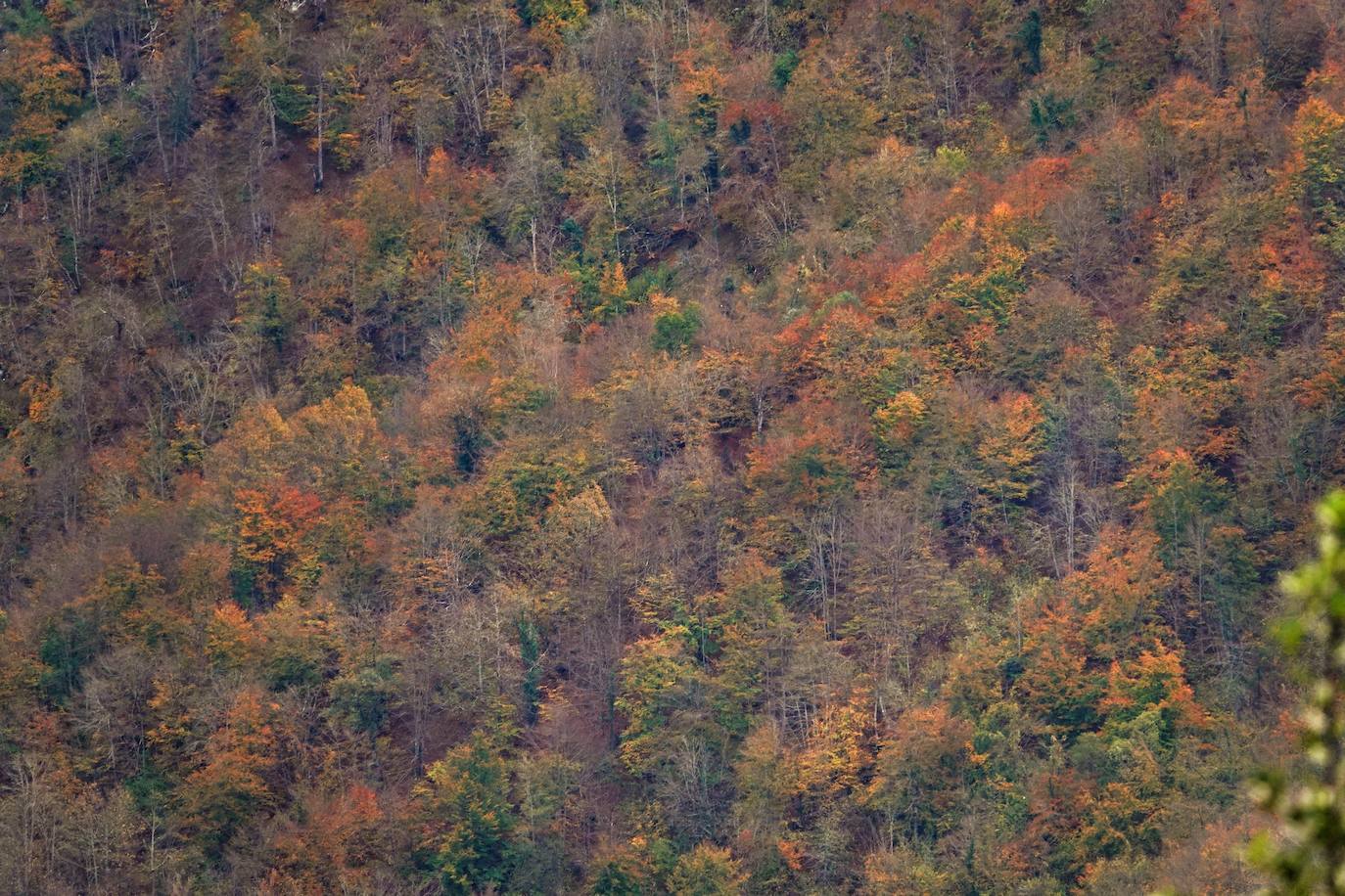 Los colores del otoño, e incluso el blanco de la nieve, ya han teñido los rincones de los Picos de Europa, uno de los lugares más imponentes de Asturias. En este espacio encontraremos las cumbres más altas de la Cordillera Cantábrica como la más emblemática: el Picu Urriellu o Naranjo de Bulnes con sus 2.519 metros de altitud. Un total de 67.127 hectáreas que conforman una de las mejores reservas mundiales de los ecosistemas ligados al bosque atlántico.