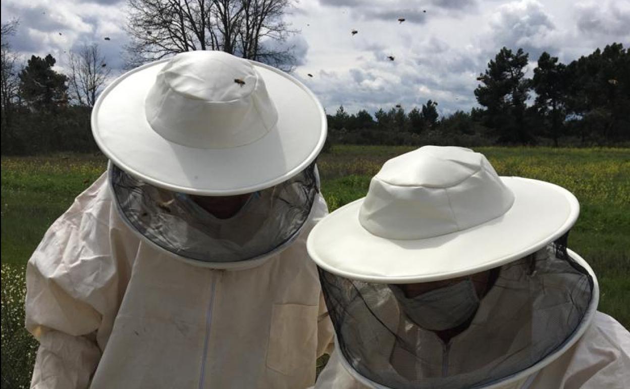 Los apicultores recogiendo miel en un campo leonés.