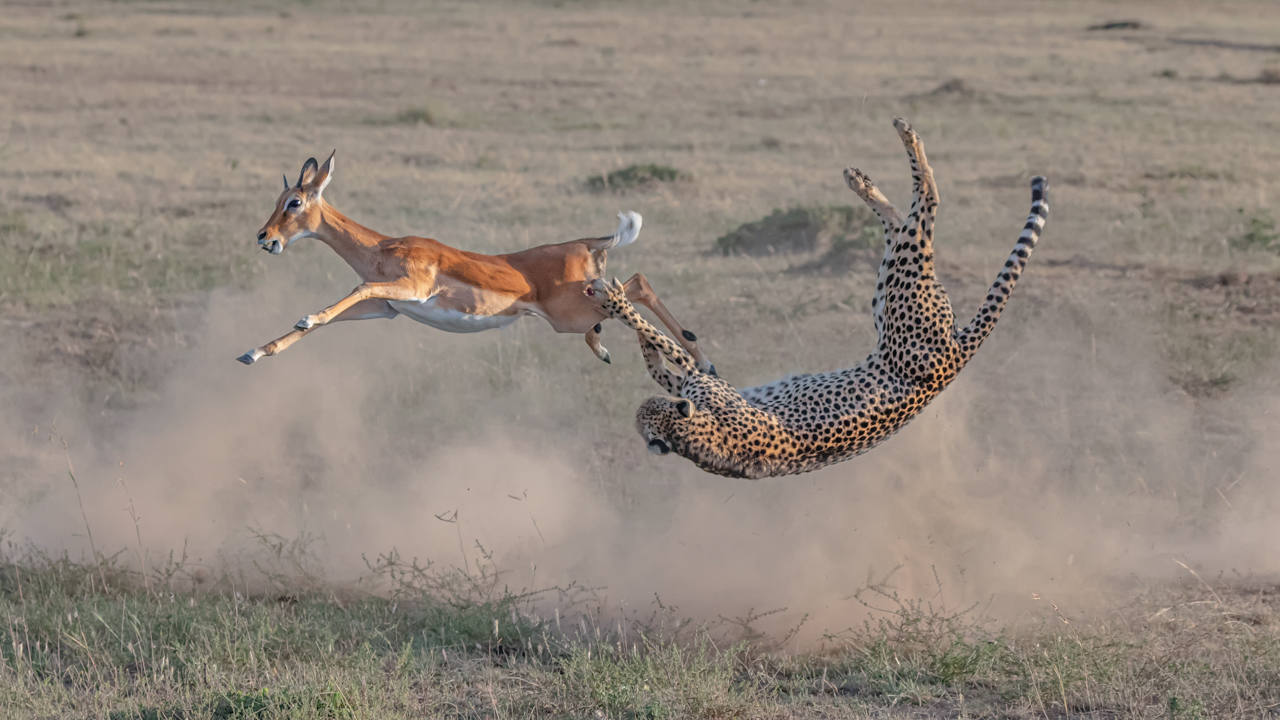 Imagen ganadora de la sección 'Fauna terrestre': Caza de guepardos en Maasai Mara