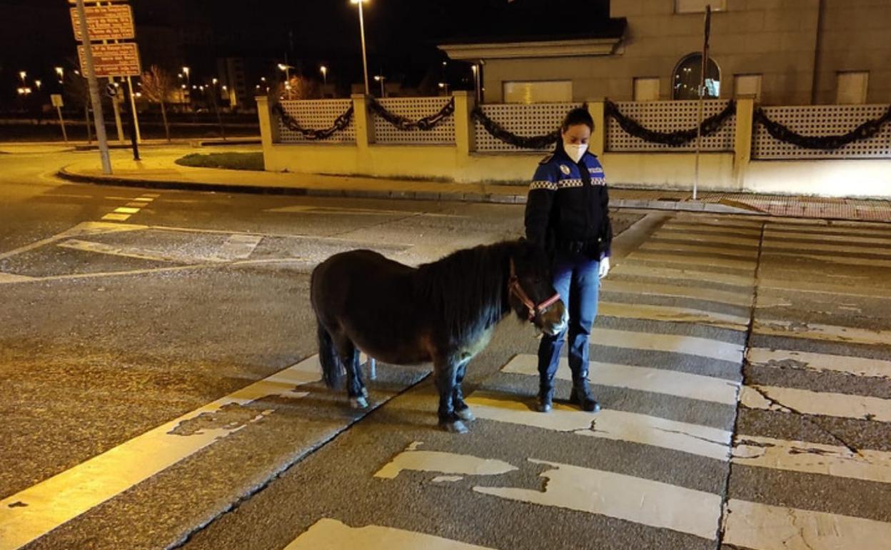 El poni, junto a una agente de la Policía Local de Ponferrada. 