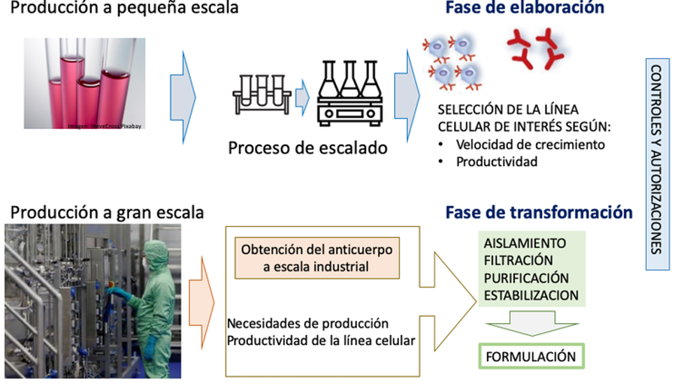 Figura 4. Proceso de producción de un anticuerpo monoclonal. 