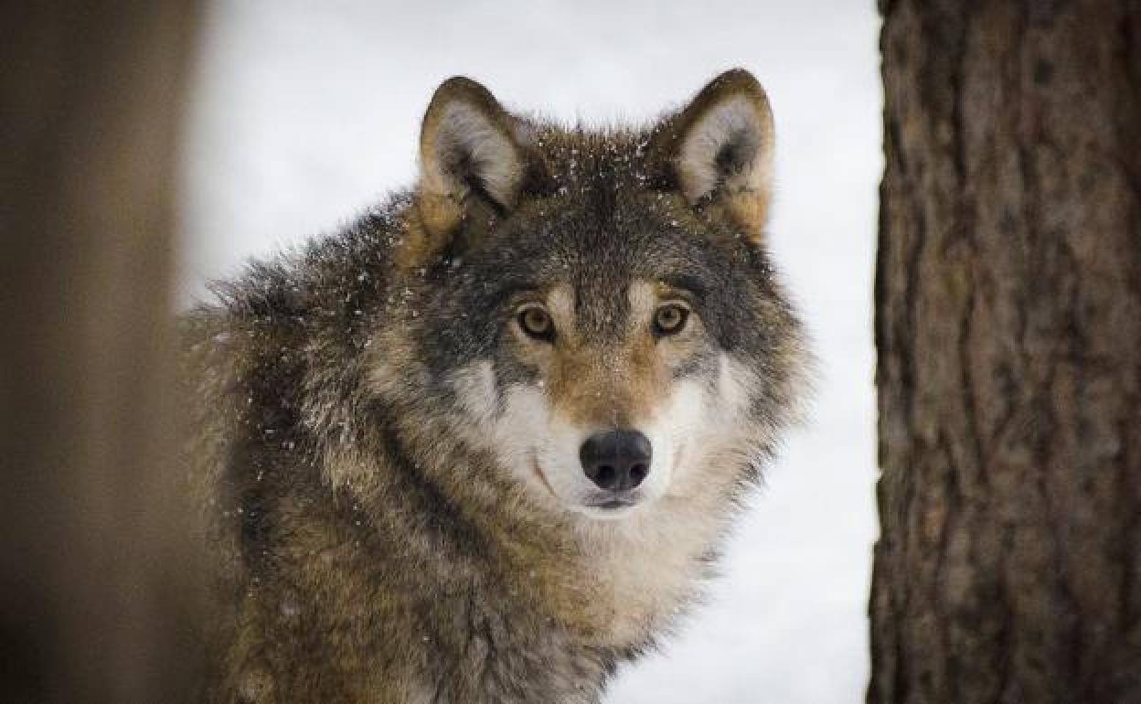 Un lobo por una zona de montaña de Castilla y León.