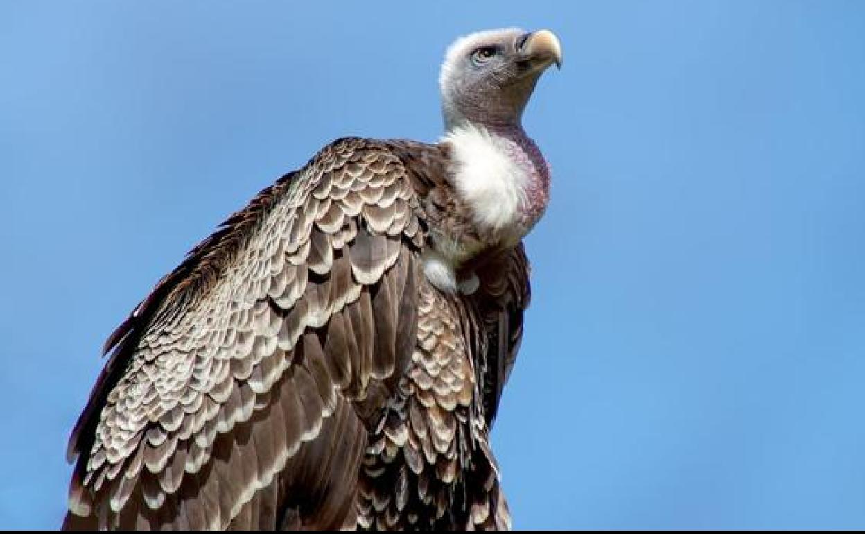 Imagen de un buitre leonado.