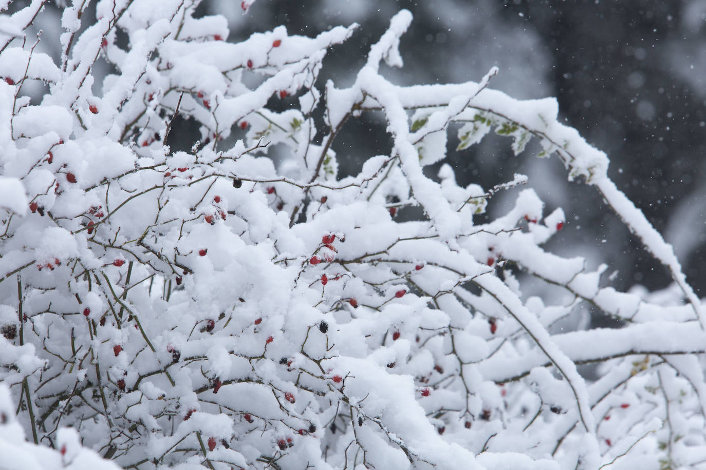 León recibe las primeras nevadas y mantiene la alerta amarilla por tormentas de 15 centímetros. En las imágenes, temporal de nieve en el Bierzo.