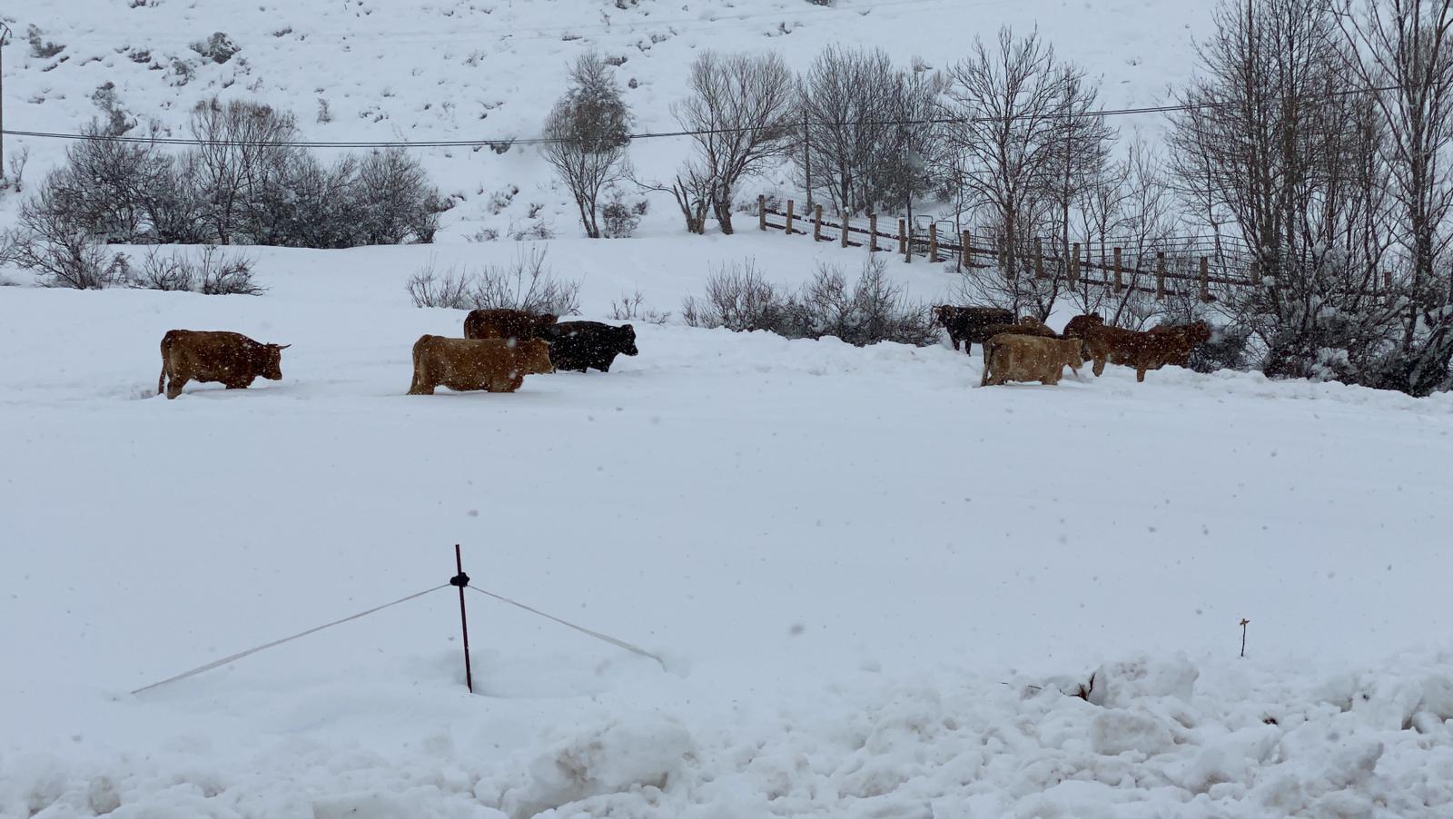 Fotos: La nieve tiñe de blanco el norte de la provincia