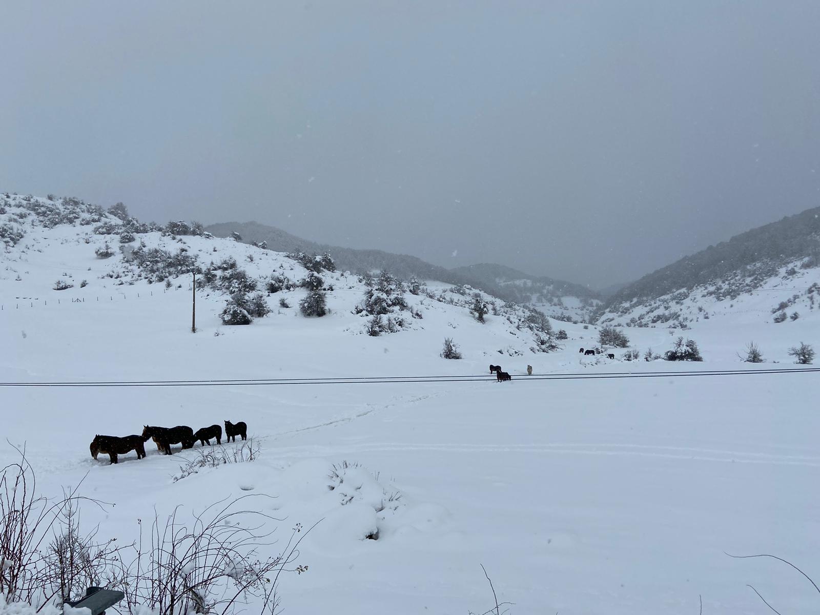 Fotos: La nieve tiñe de blanco el norte de la provincia