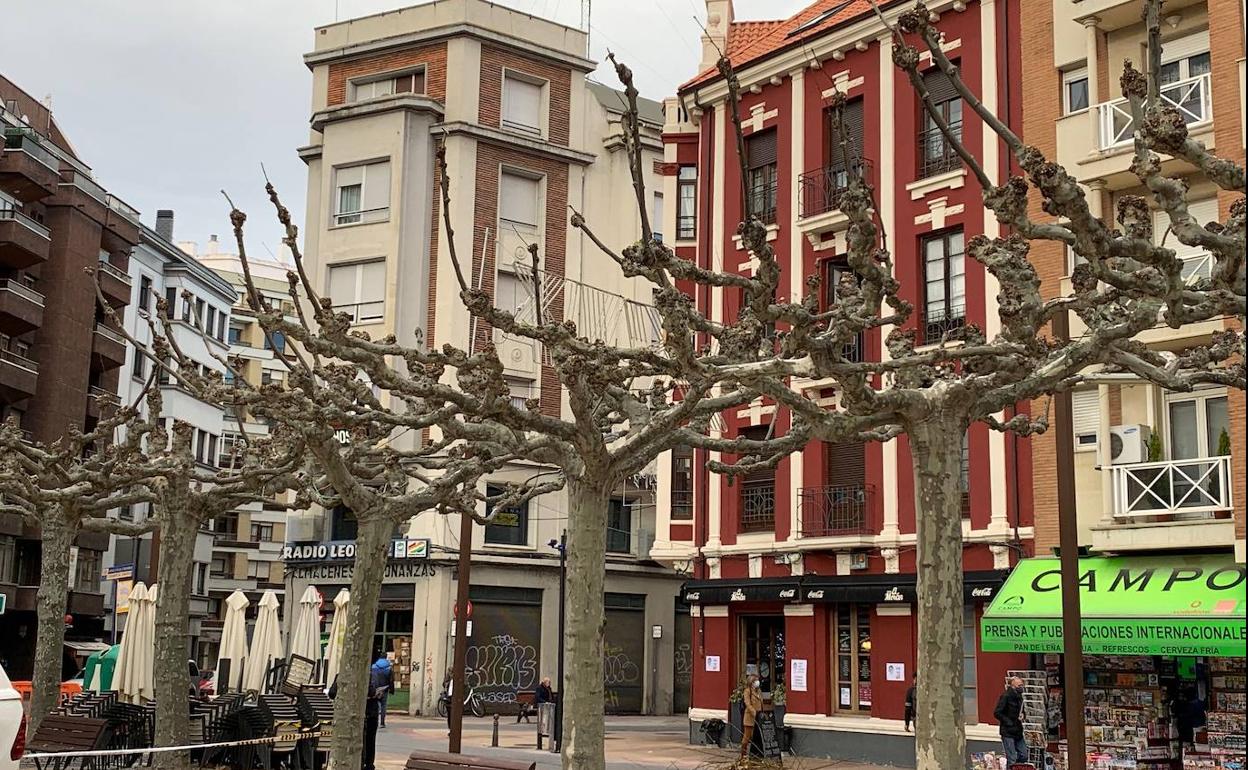 Poda de árboles en la plaza de la Pícara Justina, en León capital.