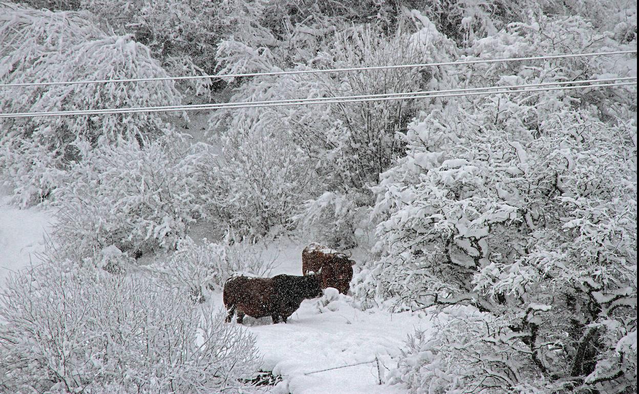 Nieve en la montaña leonesa.