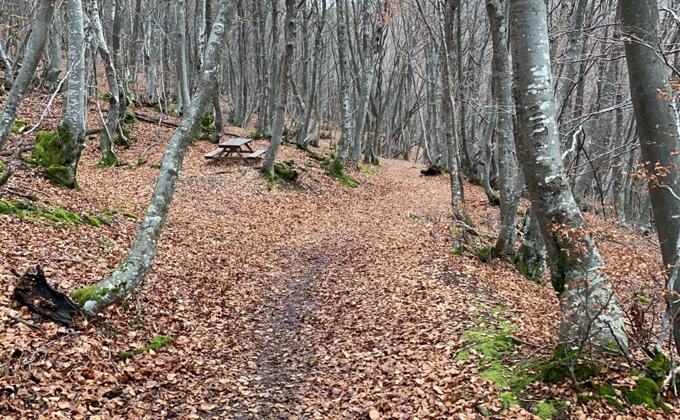 Imagen de uno de los tramos del recorrido por el faedo. 