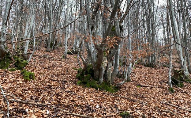 Galería. El faedo de Orzonaga, una ruta para descubrir. 