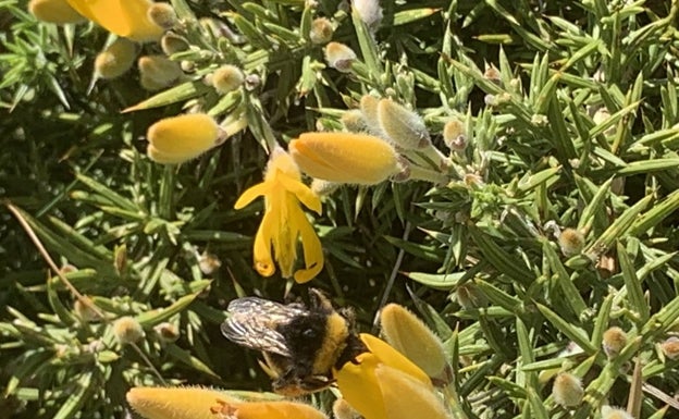 Especie de abejorro, 'Bombus terrestris'. 