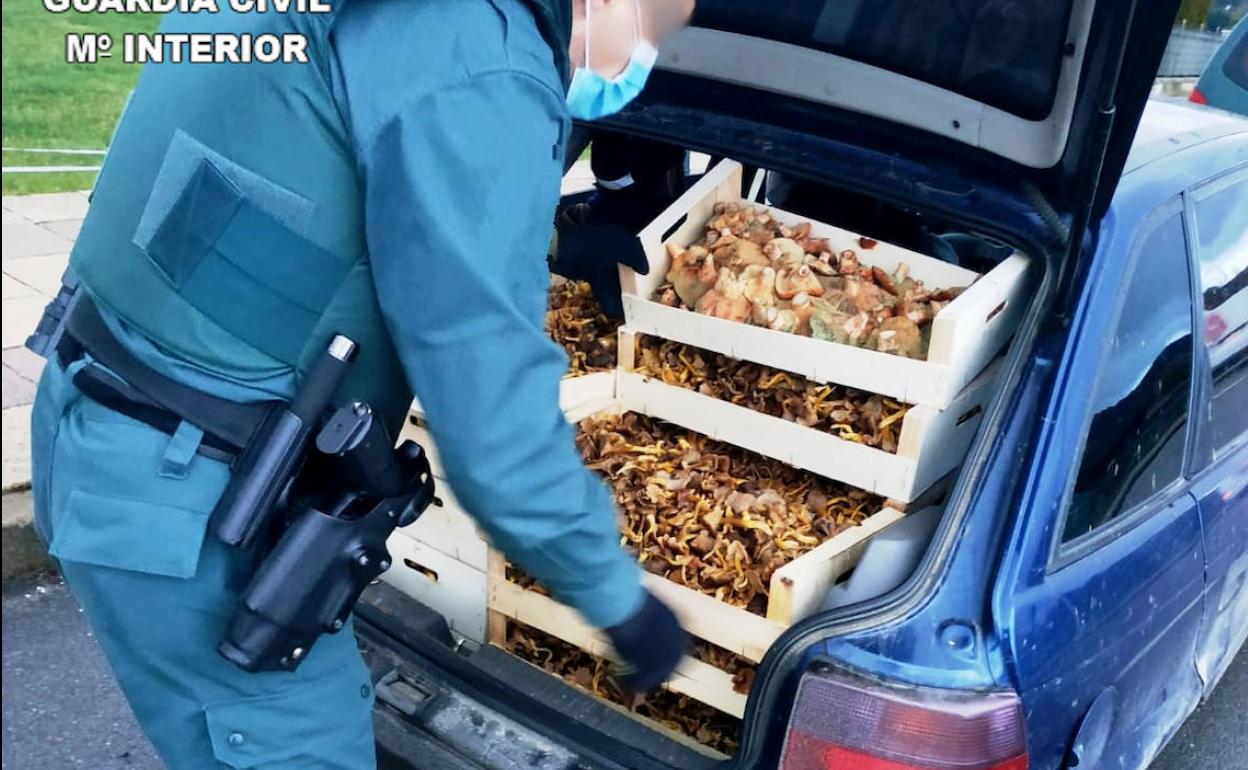 La Guardia Civil, durante el decomiso. 